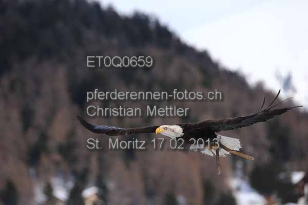 ET0Q0659 prot